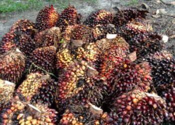 Restan Sawit Tidak Diangkut Vendor, TBS Menumpuk di AFD 3 PTPN IV Kebun Pulu Raja