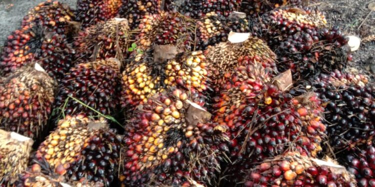 Restan Sawit Tidak Diangkut Vendor, TBS Menumpuk di AFD 3 PTPN IV Kebun Pulu Raja
