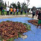 Kepala Distrik Abenaho Herlinus Wandik SSTP bersama masyarakat sedang memanen Ubi Jalar di depan Gereja GJRP Yerusalem Pass Valley