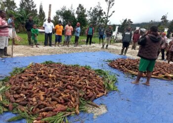 Pemkab Yalimo Panen Raya Ubi Jalar di Kampung Wutlarin Distrik Abenaho