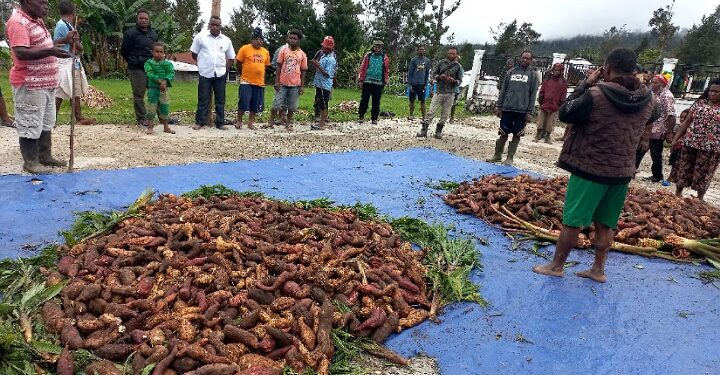 Pemkab Yalimo Panen Raya Ubi Jalar di Kampung Wutlarin Distrik Abenaho