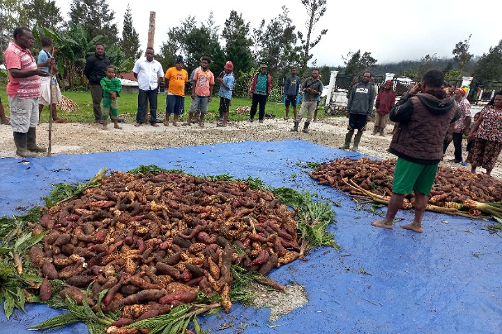 Kepala Distrik Abenaho Herlinus Wandik SSTP bersama masyarakat sedang memanen Ubi Jalar di depan Gereja GJRP Yerusalem Pass Valley