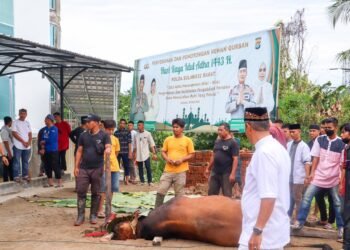 Usai Gelar Sholat Ied Berjamaah, Polda Sulbar Sembelih 28 Ekor Sapi Qurban