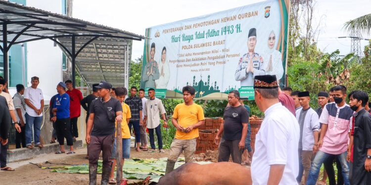 Usai Gelar Sholat Ied Berjamaah, Polda Sulbar Sembelih 28 Ekor Sapi Qurban