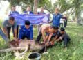 Anggota DPRD Paluta dan PD Sumut Salurkan 4 Ekor Sapi Qurban