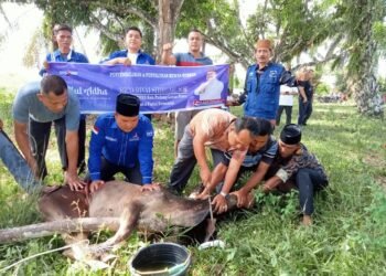 Anggota DPRD Paluta dan PD Sumut Salurkan 4 Ekor Sapi Qurban