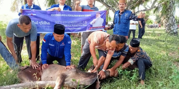 Anggota DPRD Paluta dan PD Sumut Salurkan 4 Ekor Sapi Qurban