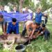 Anggota DPRD Paluta dan PD Sumut Salurkan 4 Ekor Sapi Qurban