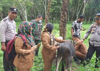 71 Ekor Ternak di Angkola Sangkunur dan Batang Toru Diberi Vaksin PMK