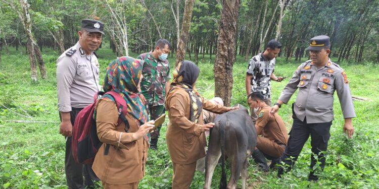 71 Ekor Ternak di Angkola Sangkunur dan Batang Toru Diberi Vaksin PMK