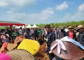 Panen Tebu di Subang Mentan Yasin Limpo Siapkan Strategi Penuhi Kebutuhan Gula Nasional
