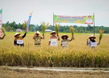 Panen Raya Padi Turun ke Sawah, Afandin: Mafia Pupuk Akan Kita Berantas