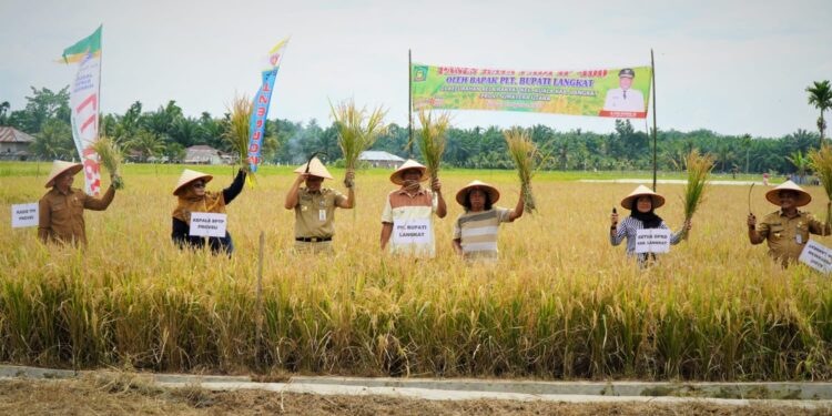 Panen Raya Padi Turun ke Sawah, Afandin: Mafia Pupuk Akan Kita Berantas