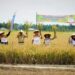 Panen Raya Padi Turun ke Sawah, Afandin: Mafia Pupuk Akan Kita Berantas