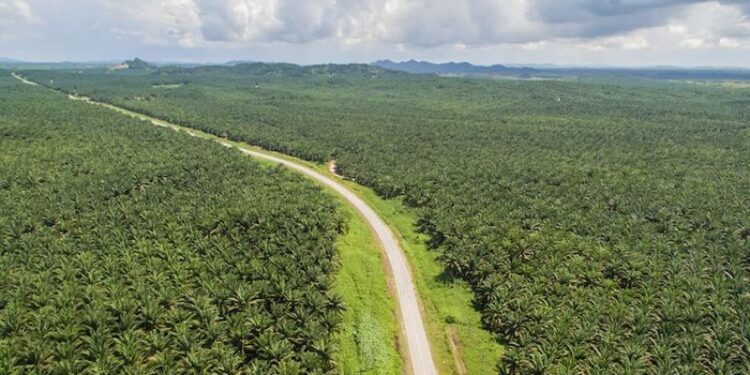 Diduga Miliki HGU Ilegal di Kotabaru PT MSAM Diadukan ke ATR/BPN