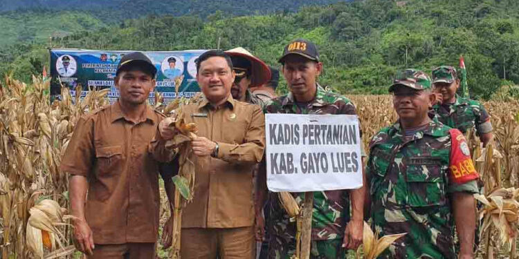 Kuota Pupuk Bersubsidi Kabupaten Gayo Lues Tahun 2023 Naik Drastis, Hingga 400 Persen