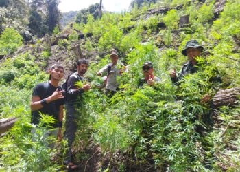 Tim Gabungan Polres Gayo Lues Temukan 9 Hektar Ladang Ganja di pegunungan Aguse
