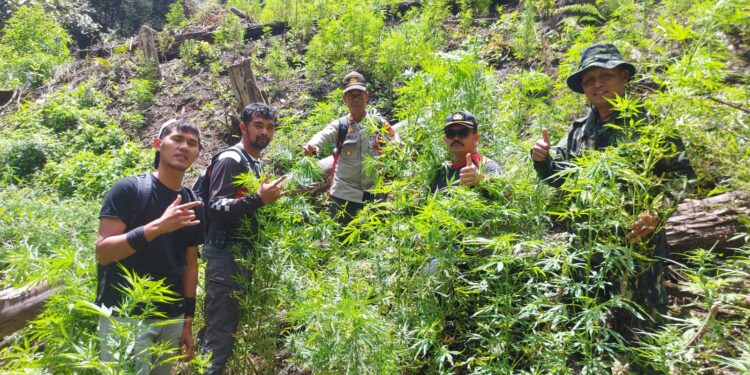 Tim Gabungan Polres Gayo Lues Temukan 9 Hektar Ladang Ganja di pegunungan Aguse