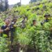 Tim Gabungan Polres Gayo Lues Temukan 9 Hektar Ladang Ganja di pegunungan Aguse