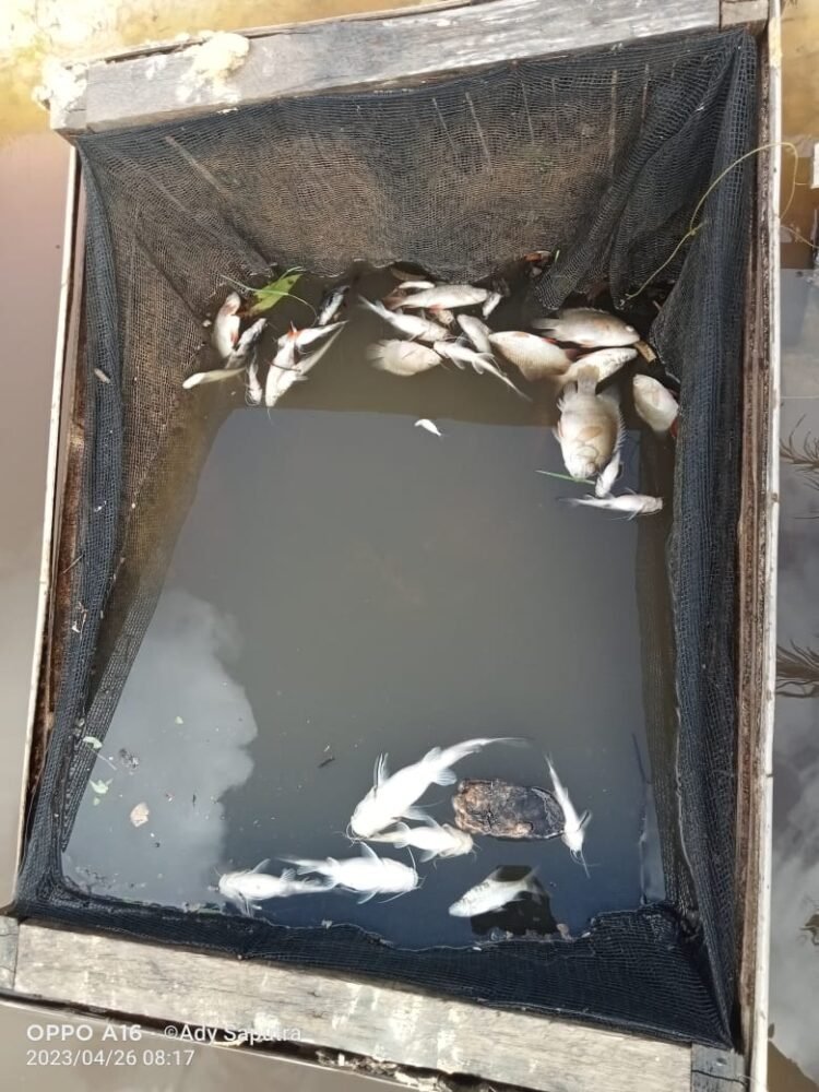 Kolam Limbah Pabrik CPO PT. ASL Jebol, Ribuan Ikan di Sungai Mati