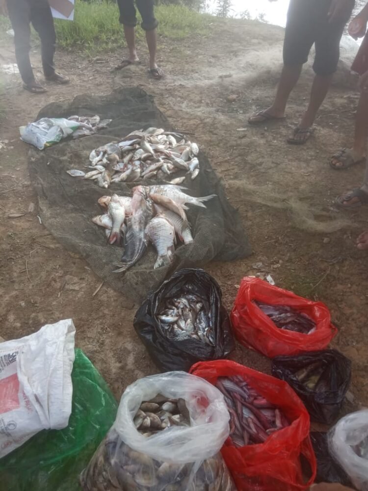 Kolam Limbah Pabrik CPO PT. ASL Jebol, Ribuan Ikan di Sungai Mati