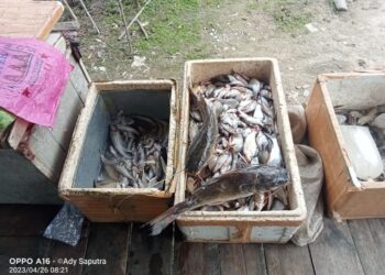 Kolam Limbah Pabrik CPO PT. ASL Jebol, Ribuan Ikan di Sungai Mati