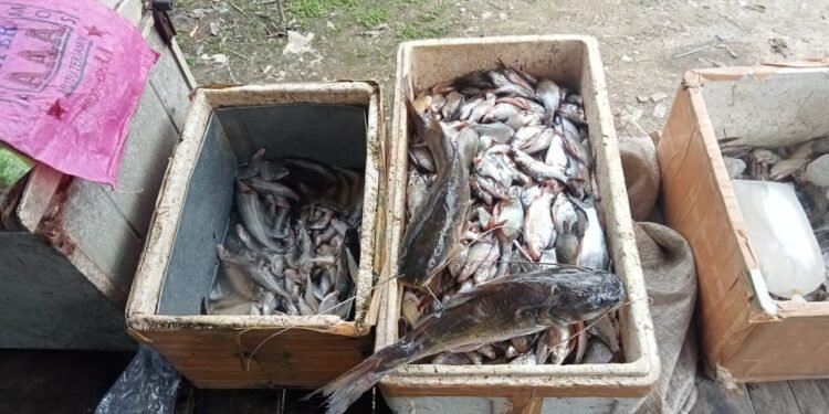 Kolam Limbah Pabrik CPO PT. ASL Jebol, Ribuan Ikan di Sungai Mati