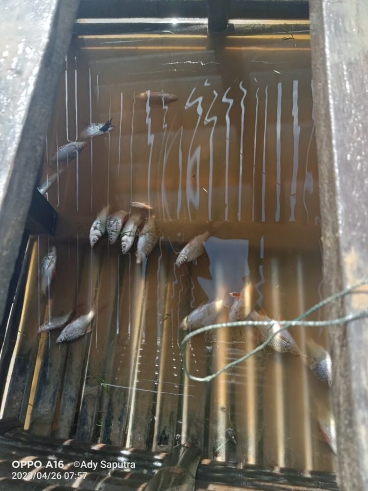 Kolam Limbah Pabrik CPO PT. ASL Jebol, Ribuan Ikan di Sungai Mati
