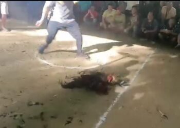 Terkesan Miliki Beking Terkuat, Sabung Ayam Di Sintang Tak Tersentuh Oleh Hukum. Diduga APH Sintang Tutup Mata!!
