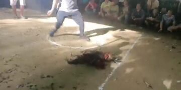Terkesan Miliki Beking Terkuat, Sabung Ayam Di Sintang Tak Tersentuh Oleh Hukum. Diduga APH Sintang Tutup Mata!!