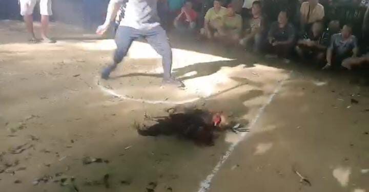 Terkesan Miliki Beking Terkuat, Sabung Ayam Di Sintang Tak Tersentuh Oleh Hukum. Diduga APH Sintang Tutup Mata!!
