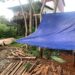 Sat Reskrim Polres Ketapang Ungkap Kasus Ilegal Logging Di Sandai 3 Orang Pelaku Di Amankan