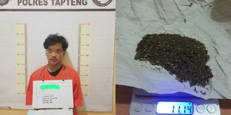 Nyambi Jual Ganja, Kuli Bangunan Diciduk Satnarkoba Polres Kab. Tapanuli Tengah.