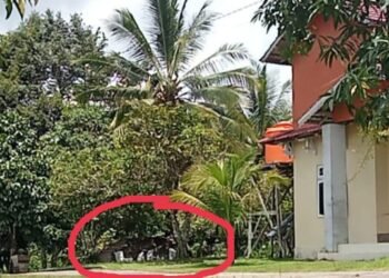 Gakum Diminta Usut Kepemilikan Ratusan Batang Kayu Ulin Ilegal Milik Kadis Pendidikan Melawi
