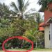 Gakum Diminta Usut Kepemilikan Ratusan Batang Kayu Ulin Ilegal Milik Kadis Pendidikan Melawi