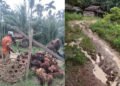 20 Tahun Tidak Ada Pembangunan, Badan Jalan Di Kec. Lumut – Tapanuli Tengah Rusak Parah, Harga TBS Terjun Bebas