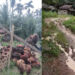 20 Tahun Tidak Ada Pembangunan, Badan Jalan Di Kec. Lumut – Tapanuli Tengah Rusak Parah, Harga TBS Terjun Bebas