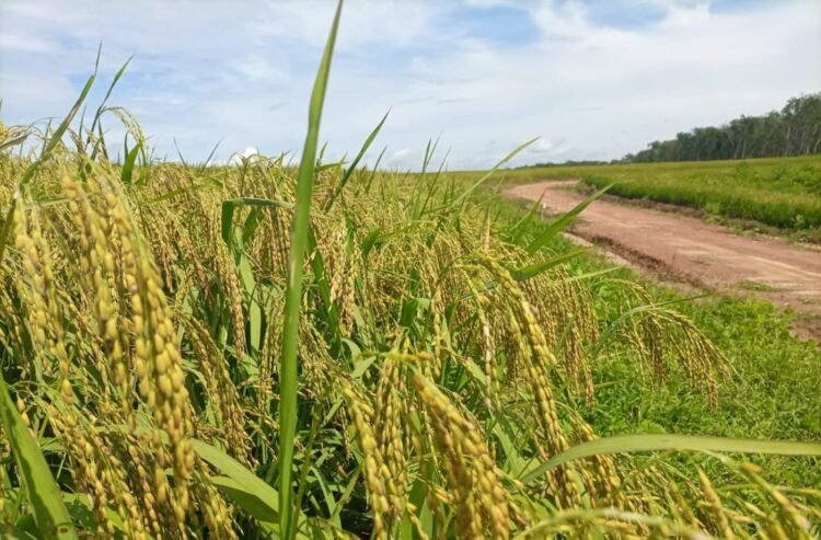 Faktor Apakah yang Membuat Indonesia Sulit Meraih Surplus Beras?