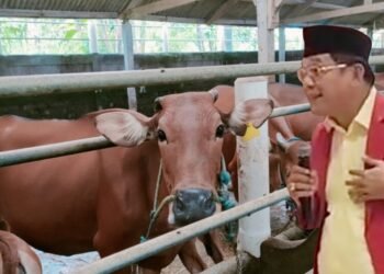 Diperkirakan Kebutuhan Daging Sapi untuk Program Makan Bergizi Gratis sekitar 500 Ribu Ton