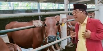 Diperkirakan Kebutuhan Daging Sapi untuk Program Makan Bergizi Gratis sekitar 500 Ribu Ton