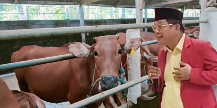 Diperkirakan Kebutuhan Daging Sapi untuk Program Makan Bergizi Gratis sekitar 500 Ribu Ton
