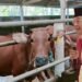 Diperkirakan Kebutuhan Daging Sapi untuk Program Makan Bergizi Gratis sekitar 500 Ribu Ton