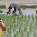 Strategis Pemerintah Untuk Meraih Surplus Beras, Apakah Dengan Program Food Estate,Corporatf Farming Atau Rice Estate ?