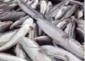 Banyak Ikan Mati Akibat PETI Di Suhaid, Masyarakat Marah,Minta Kapolda Kalbar Berantas Kegiatan PETI Di Sungai Batang