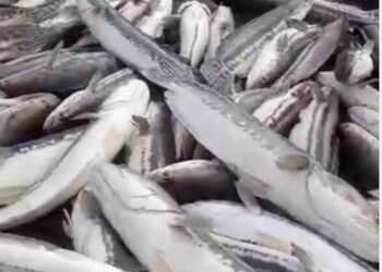 Banyak Ikan Mati Akibat PETI Di Suhaid, Masyarakat Marah,Minta Kapolda Kalbar Berantas Kegiatan PETI Di Sungai Batang