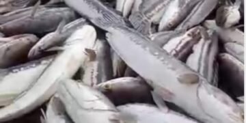 Banyak Ikan Mati Akibat PETI Di Suhaid, Masyarakat Marah,Minta Kapolda Kalbar Berantas Kegiatan PETI Di Sungai Batang