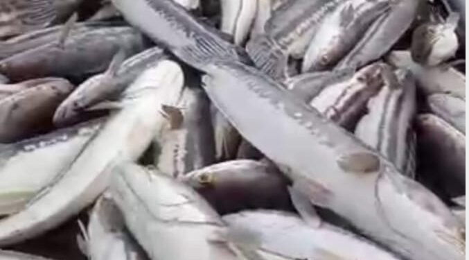 Banyak Ikan Mati Akibat PETI Di Suhaid, Masyarakat Marah,Minta Kapolda Kalbar Berantas Kegiatan PETI Di Sungai Batang