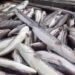 Banyak Ikan Mati Akibat PETI Di Suhaid, Masyarakat Marah,Minta Kapolda Kalbar Berantas Kegiatan PETI Di Sungai Batang