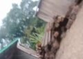 Lapor Pak Kapolri dan Pak Kapolda Kalbar Diminta Turunkan Tim Khusus, Ribuan Batang Kayu Tanpa Dokumen Meluncur Bebas Dari Kec.Sokan