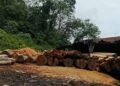 Kapolres Mandailing Natal di Minta Untuk Tidak Main Mata Terhadap Ilegal Logging